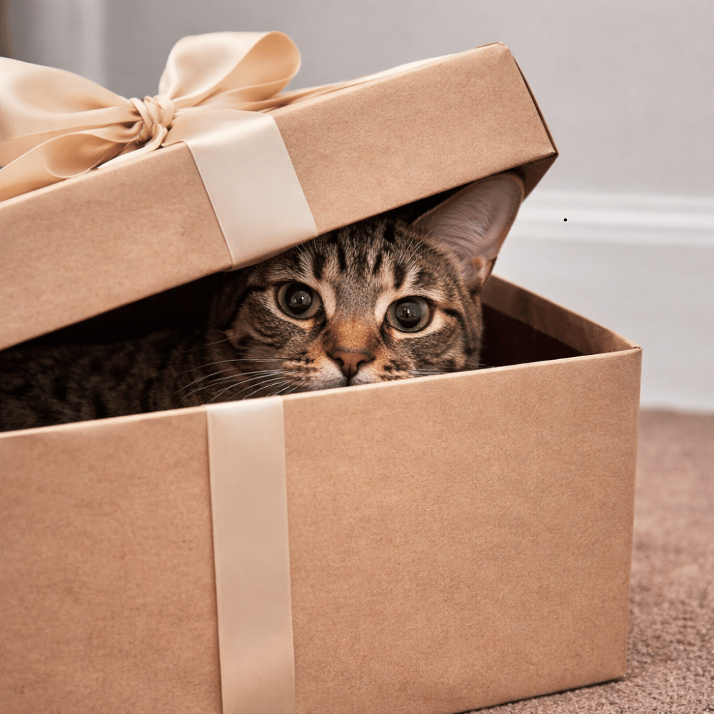 tabby cat inside a neutral gift box with lid slightly open