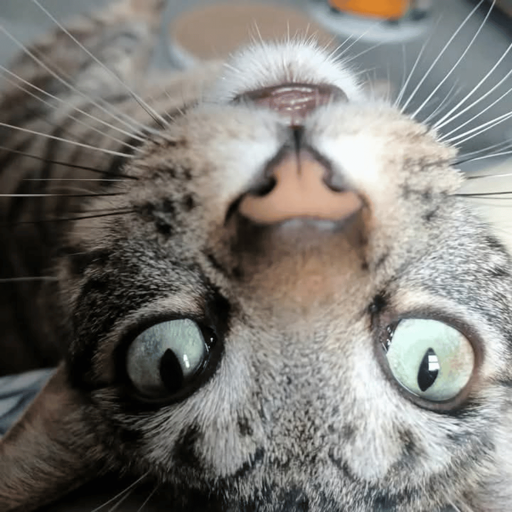 close up of tabby cat face upside down with wide green eyes and whiskers