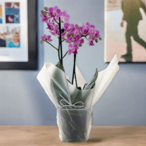 Blossoming Gifts Pink Mini Orchid from Card Factory showing a gift-wrapped mini pink orchid